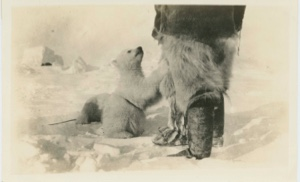 Image of Bear cub